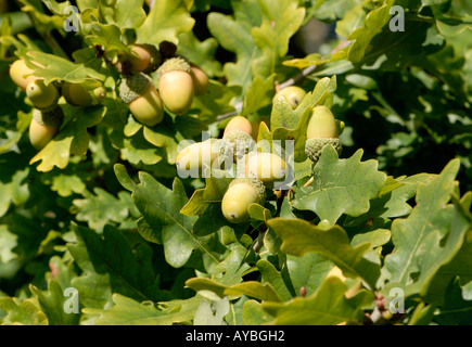 Ghiande semi del Pedunculate o Quercia farnia Quercus robur e foglie di quercia Bedgebury Forest Kent REGNO UNITO Foto Stock