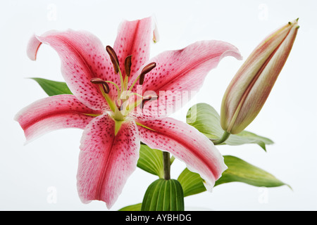 Stargazer lily Lilium Stargazer un fragrante giglio ibrido del gruppo Oriental Studio shot contro uno sfondo bianco Foto Stock