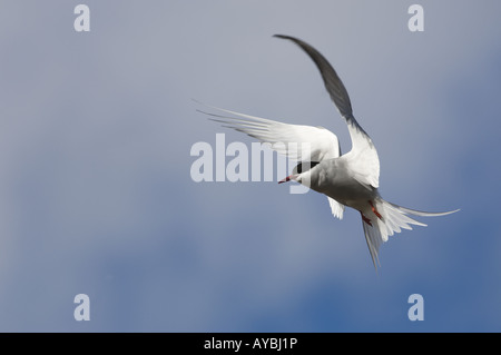 Arctic tern Sterna paradisaea hovering Shetland REGNO UNITO Foto Stock