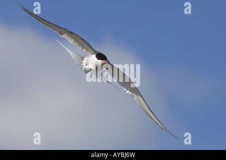 Arctic tern Sterna paradisaea in volo Shetland REGNO UNITO Foto Stock