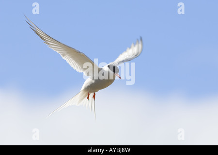 Arctic tern Sterna paradisaea hovering Shetland REGNO UNITO Foto Stock