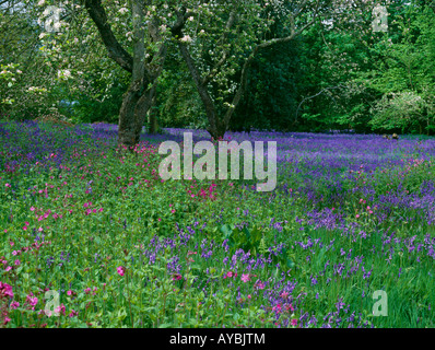 Giardino di fiori selvaggi, Norfolk, Inghilterra Foto Stock