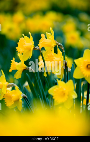 Narciso (nome comune Daffodil). Foto Stock