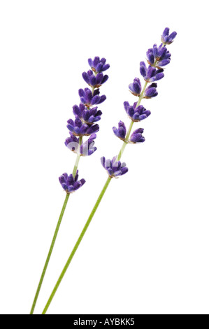 Lavandula angustifolia 'Hidcote' (lavanda) - gambi di fiori contro uno sfondo bianco Foto Stock