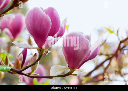 La Magnolia x Soulangiana 'Lennei'. Close-up di fiori in aprile, GLOUCESTERSHIRE REGNO UNITO Foto Stock