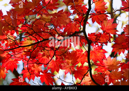 Acer Japonicum Vitifolium (nome comune vigna-lasciarono la luna piena maple). Foglie retroilluminato in autunno, GLOUCESTERSHIRE REGNO UNITO Foto Stock