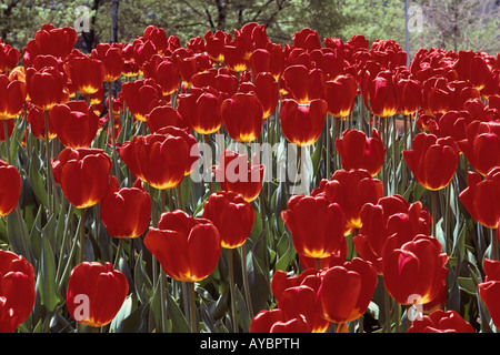 Tulipani rossi Foto Stock