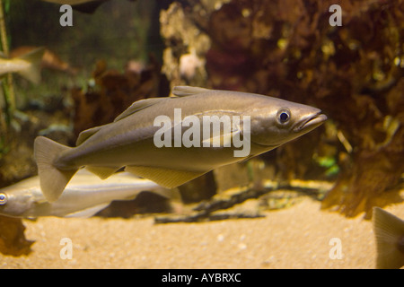 Merluzzo giallo Pollachius pollachius un membro della famiglia di merluzzo Aquariumgalicia a Reboredo Galizia Spagna Foto Stock