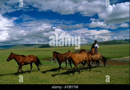 Mongolia, Steppeland. Un cavallo herder (Arat) sul Steppeland. Foto Stock