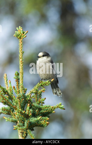 Stati Uniti d'America, in Alaska. Un gray Jay (Perisoreus canadensis) siede su un abete bianco succursale in Alaska. Foto Stock