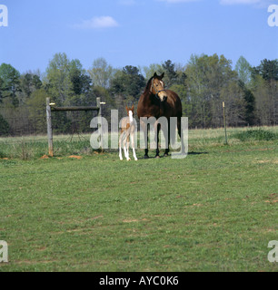 Due giorni di età COLT in piedi accanto al Quarter Horse MARE GEORGIA Foto Stock