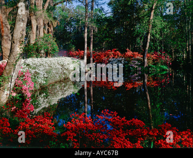 Giardini di Magnolia vicino a Charleston in Carolina del Sud con alberi di alto fusto attorno ad uno stagno confina con il rosso e bianco azalea fiorisce Foto Stock