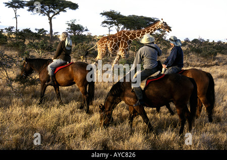 Tre piloti del Cavallino vicino a traliccio Giraffa presso Lewa Downs Kenya Africa orientale Foto Stock