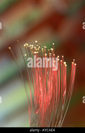 Fibre ottiche Foto Stock
