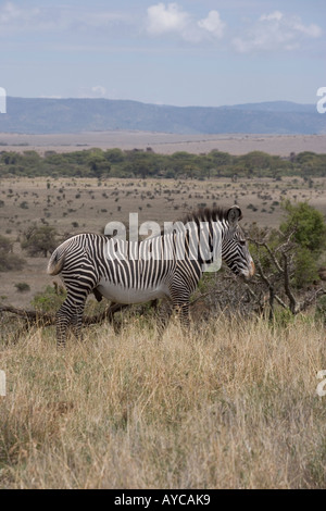 Kenya, Lewa, Downs, Zebra, Grevy Foto Stock