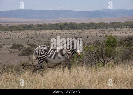 Kenya, Lewa, Downs, Zebra, Grevy Foto Stock