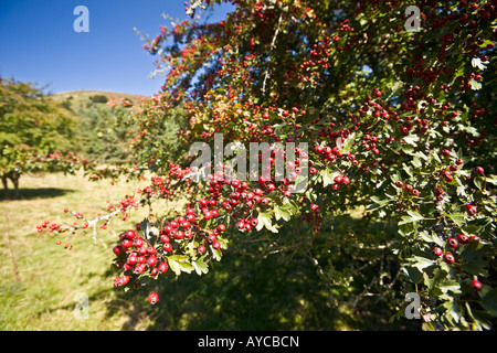 Il biancospino (Crataegus monogyna) in fruttificazione. Aubépine monogyne (Crataegus monogyna) en frutti. Foto Stock