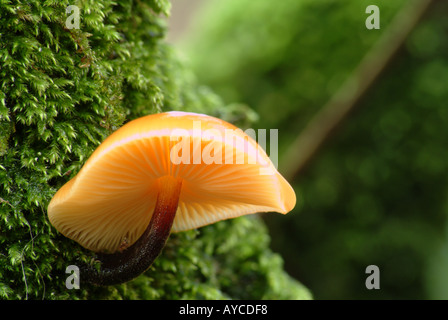 Funghi sull'albero Foto Stock