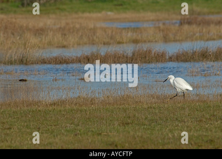 Garzetta a piedi nella terra di palude Foto Stock