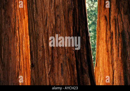 Tronchi di Sequoia gigante alberi di Sequoia sempervirens Sequoia National Park California USA Foto Stock