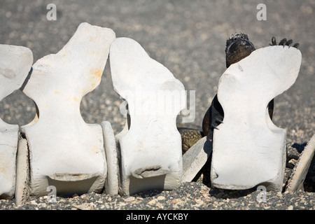 Iguana marina riscaldamento contro una vertebra di balena sulla sabbia grigia Fernandina Foto Stock