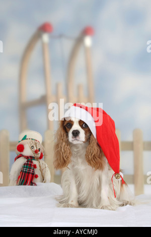 Cavalier King Charles Spaniel Blenheim con cappello di Natale Foto Stock