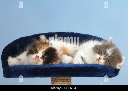 Gatti persiani gattini Foto Stock