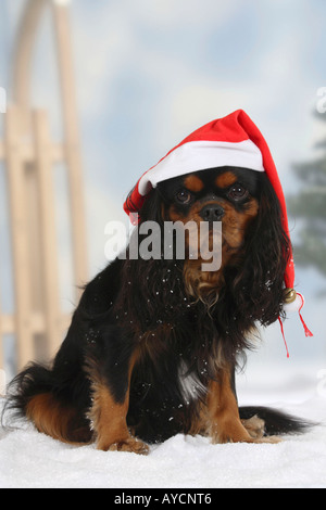 Cavalier King Charles Spaniel nero e marrone con tappo di natale Foto Stock