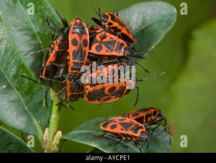 Massa di firebugs (Pyrrhocoris apterus) coniugata sulla boccola scatola Foto Stock