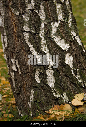 Betulla d'argento Betula corteccia pendula in autunno Foto Stock