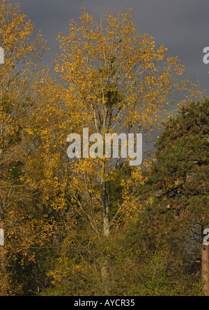 Poplar Tree nel fogliame di autunno con il vischio (Viscum album) Foto Stock