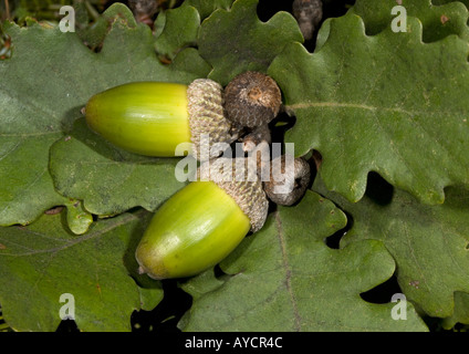 Rovere (Quercus petraea) ghiande e foglie, close-up Foto Stock