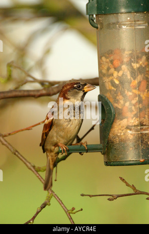 Casa passero passer domesticus su alimentatore di sementi Foto Stock