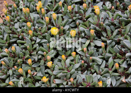 Hereroa tugwelliae Aizoaceae un succulento comunemente noto come pietra piante o erbe infestanti di tappeti Foto Stock