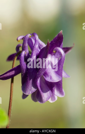 Aquilegia vulgaris Rununculaceae colpo di testa dettaglio macro Foto Stock