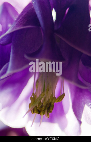 Aquilegia vulgaris Rununculaceae colpo alla testa macro dettaglio Giuseppe dupouy macrophotographie Foto Stock