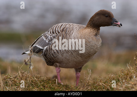 Rosa-footed Goose on Salt Marsh Foto Stock