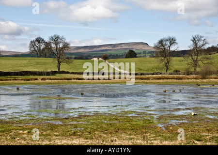 Pinker è stagno, vicino Middleham, Wensleydale, North Yorkshire Foto Stock