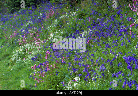 Fiori di prato bluebells Hyacinthoides non scripta con aglio selvatico e campion Cornovaglia Foto Stock