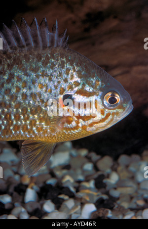 Lepomis gibbosus, semi di zucca pumpkinseed sunfish, Centrarchidae, Italia Foto Stock