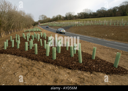 Verde i tubi in plastica di protezione albero di giovani alberelli da animale danni e masticare, piantato sul bordo di una strada principale Wales UK Foto Stock