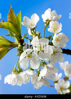 Foto di bianco fresco di fiori di ciliegio, fiori e petali freschi raccolti da un albero ciliegio Foto Stock