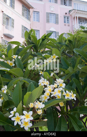 Fiori bianchi Frangipani (Plumeria Alba) nei giardini del Mount Nelson Hotel, Città del Capo, Sud Africa Foto Stock