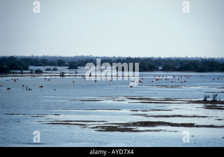 Rosy fenicotteri alimentando in laguna di Zapata Parco Nazionale di Cuba Foto Stock