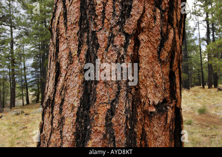 Ponderosa Pine Tree in alta prato alpino vicino a Flagstaff in Arizona Pinus ponderosa Foto Stock