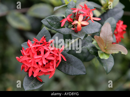 Jungle Geranio aka Fiamma di boschi o fiamma nella giungla Ixora coccinea Rubiaceae Foto Stock