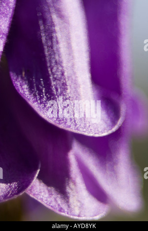 Aquilegia vulgaris Rununculaceae colpo di testa dettaglio macro Foto Stock