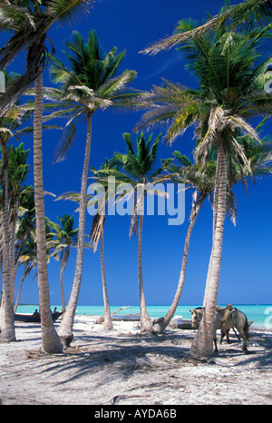 Repubblica Dominicana spiaggia Playa Juanillo beach Cap Cana zona di Punta Cana Foto Stock