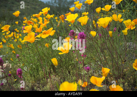 Goldpoppies messicano (giallo) di fiori di campo con un paio di trifoglio gufo mescolato a. Foto Stock