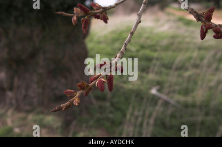 Red amenti del maschio nero pioppo - Populus nigra Foto Stock